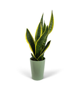 Σανσιβέρια