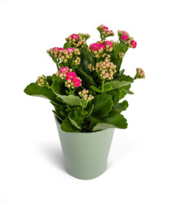 Καλαγχόη Φούξια