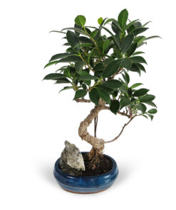 Μπονσάι Φίκος