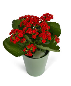 Καλαγχόη Κόκκινη