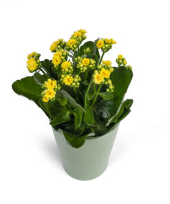 Καλαγχόη Κίτρινη