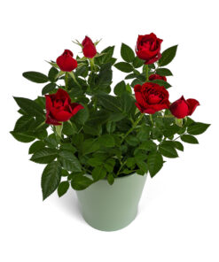 Τριανταφυλλιά Κόκκινη