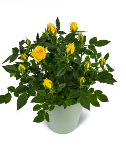 Τριανταφυλλιά Κίτρινη