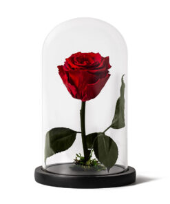Forever Rose Red Small
