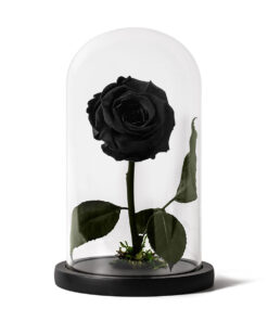 Forever Rose Black Small