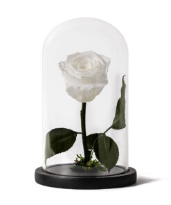 Forever Rose Small White