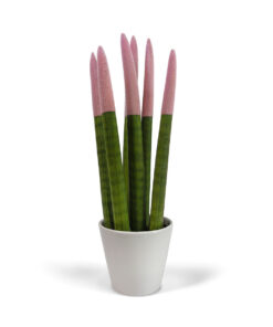 Σανσιβέρια Κυλινδρική Ροζ