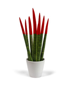 Σανσιβέρια Κυλινδρική Κόκκινη