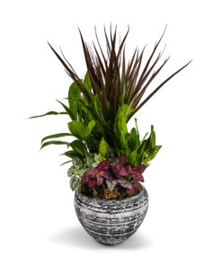 Σύνθεση με Διάφορα Φυτά σε Πήλινο Κασπώ