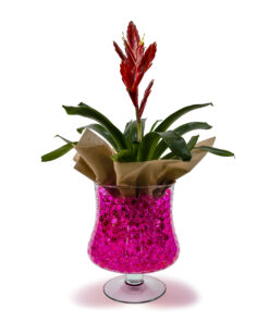 Βριέζια σε Γυάλινο Βάζο με Φούξια Διακοσμητικό Ζελέ