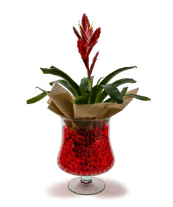 Βριέζια σε Γυάλινο Βάζο με Κόκκινο Διακοσμητικό Ζελέ