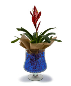 Βριέζια σε Γυάλινο Βάζο με Μπλε Διακοσμητικό ζελέ