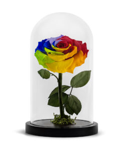 Forever Rose Rainbow XL