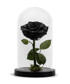 Forever Rose Black XL