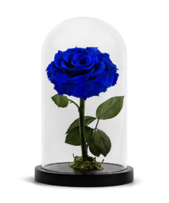 Forever Rose Blue XL