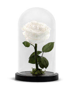 Forever Rose White XL
