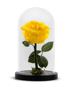 Forever Rose Yellow XL