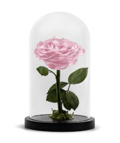 Forever Rose Pink XL