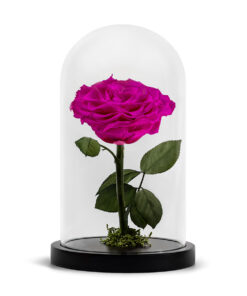 Forever Rose Dark Pink XL