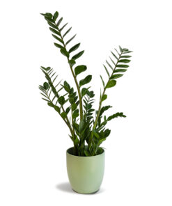 Zamia