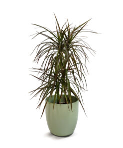 Dracaena marginata
