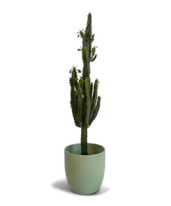 Euphorbia
